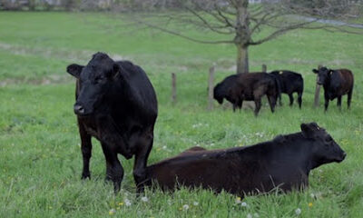 Double Spring Farm - Grass Fed Beef