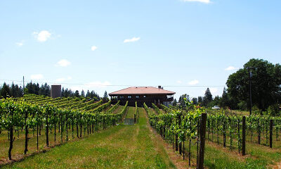 Golden Leaves Vineyard & Winery