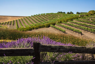 Leal Vineyards and Winery