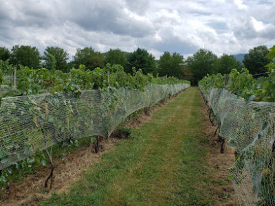 Caihailian Vineyard