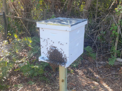 Beeswild - Florida Live Bee Removal & Bee Farm