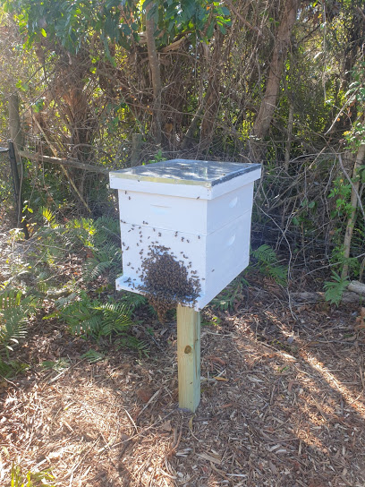 Beeswild - Florida Live Bee Removal & Bee Farm