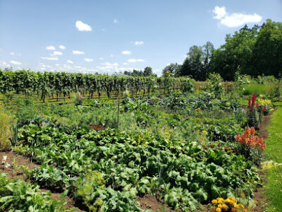 Hanson Vineyards