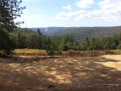 Wofford Acres Vineyards