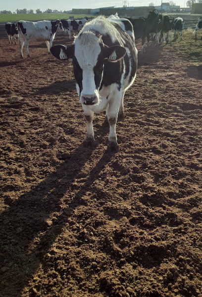 Buxman Farming Dairy