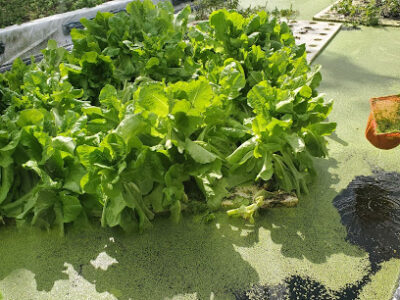 Antilles Food and Vegetable