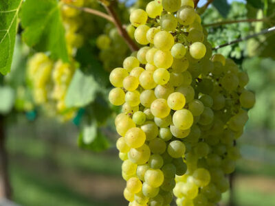 Kuhlman Cellars