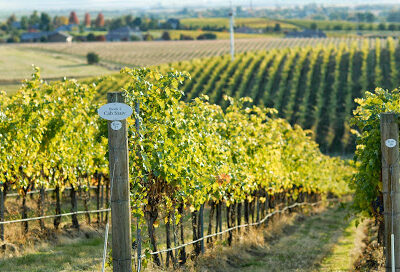 Tranche Cellars