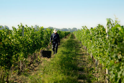 Colio Estate Winery