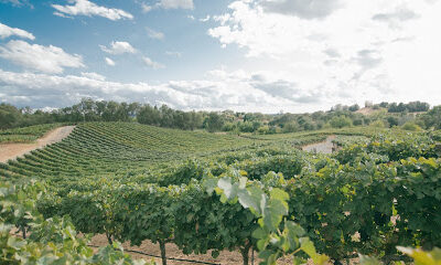 Wise Villa Winery