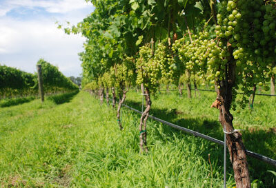 One Woman Wines & Vineyards