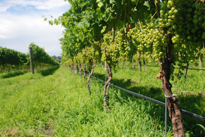 One Woman Wines & Vineyards