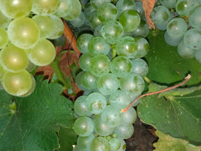 Treasury Wine Estates, Paso Robles
