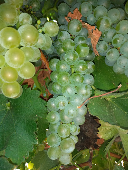 Treasury Wine Estates, Paso Robles