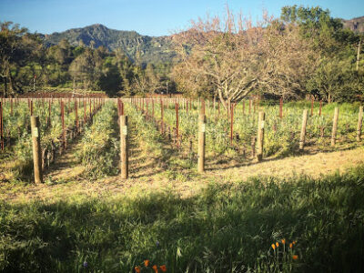 Next Door Wine