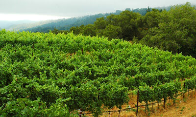 Black Ridge Vineyards