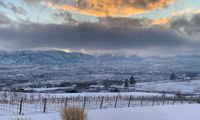 Bianchi Vineyards
