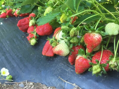 Granny May's Strawberry Farm