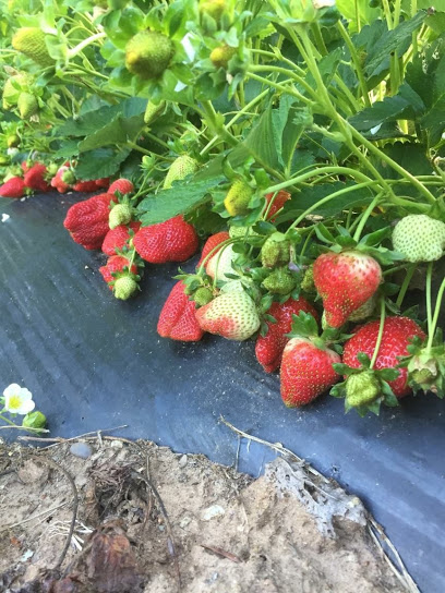 Granny May's Strawberry Farm