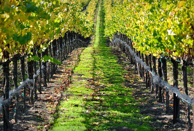 MJA Vineyards -- Westside Tasting Room & Cellar