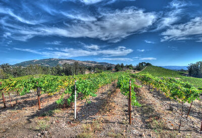 Black Knight Vineyards