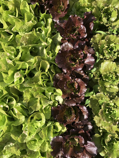 Raisin' Roots Farm
