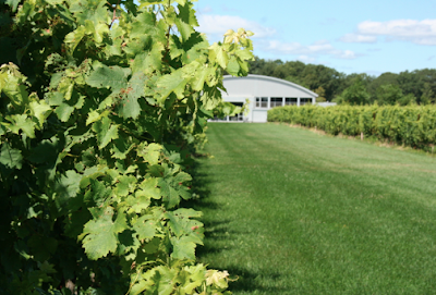 Saltwater Farm Vineyard