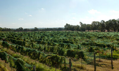 Solaro Estate Winery