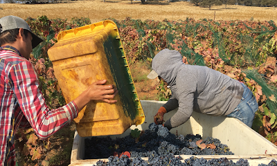Leoni Farms Wine