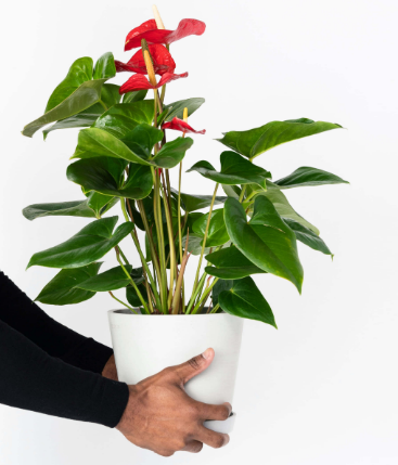 Plants Delivery East Los Angeles