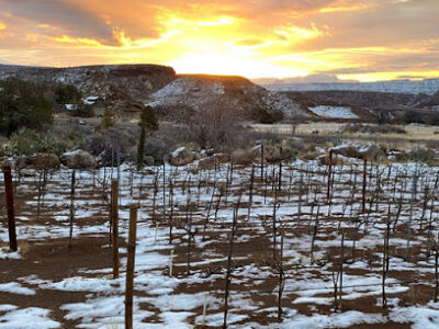 Zion Vineyards