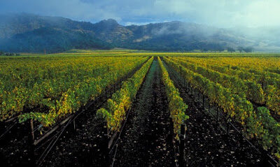 Sense of Place Wines