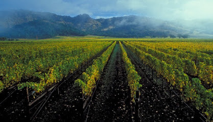 Sense of Place Wines