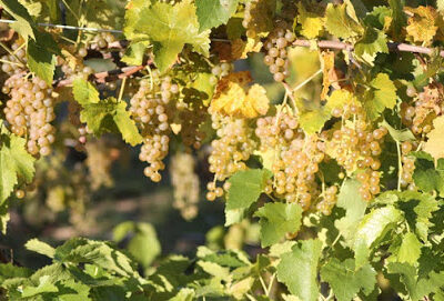 Oceana Winery & Vineyard