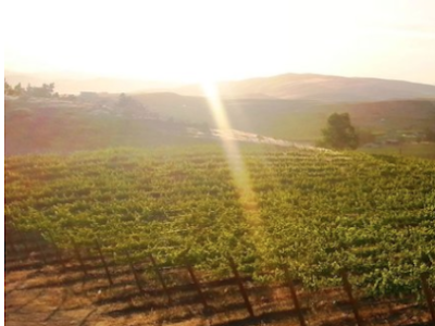 Rattlesnake Hills Wine Trail