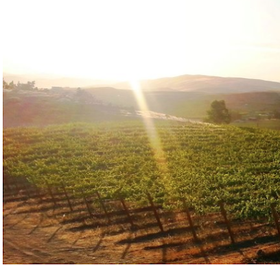 Rattlesnake Hills Wine Trail
