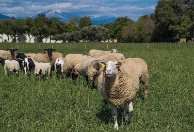 Spadra Farm