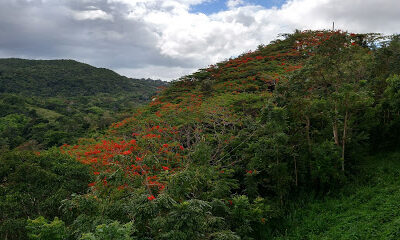 Finca Arce