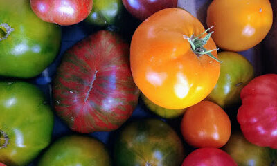 Wild Hare Organic Farm