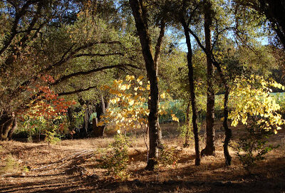 Slate Ridge Vineyard