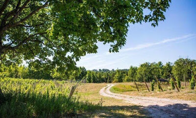Amoritas Vineyards