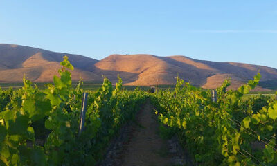 Bien Nacido Vineyards