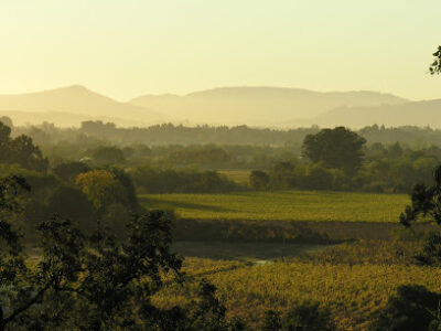 Holdredge Wines