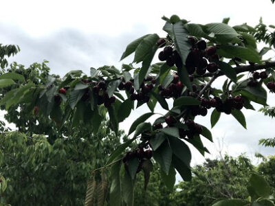 Heritage Treefruit LLC