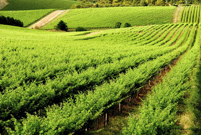 Cribari Vineyards Inc