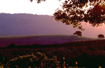 Mount Eden Vineyards