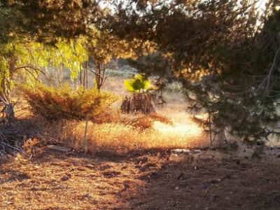 Marquis Ranch