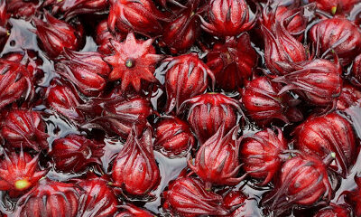 Florida Cranberry Company