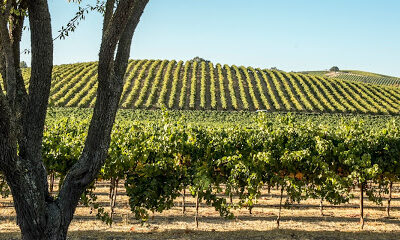 Paso Robles Wine Country Alliance