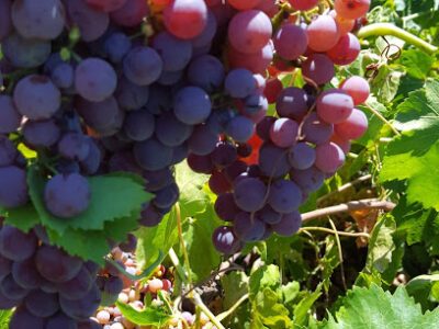 Paradise Valley Vineyards